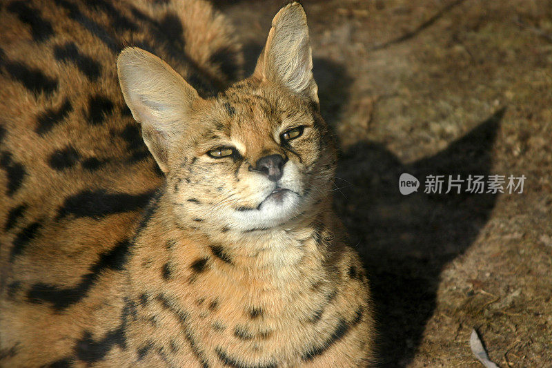 Felis Serval(猫)抬起头来。